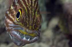 Cardinalfish with eggs in the mouth. Nikon D300, 105mm by Dray Van Beeck 